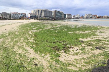 Sea Lettuce Used as Cow Feed May Lower Threat to Marine Ecosystem in Jeju