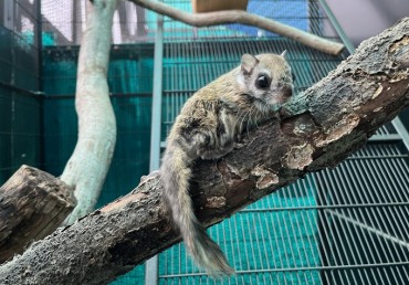 Flying Squirrel Returns to Wild After Rescue