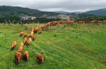 Cows Head to Pasture at Daegwallyeong Pass