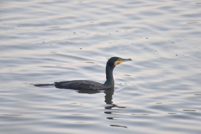 Efforts Underway to Encourage Great Cormorants to Migrate