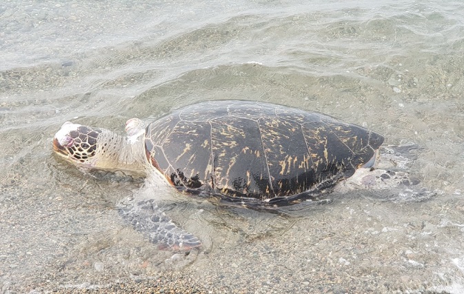 Majority of Sea Turtles Near S. Korea Consume Plastic: Study