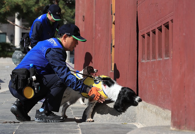 An English Springer Spaniel detects white ants harmful to wooden structures at Deoksu Palace in Seoul on Oct. 29, 2018. (Yonhap)