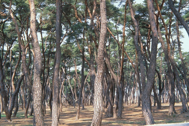 Pine Trees Are South Korea’s Most Popular Tree: Poll