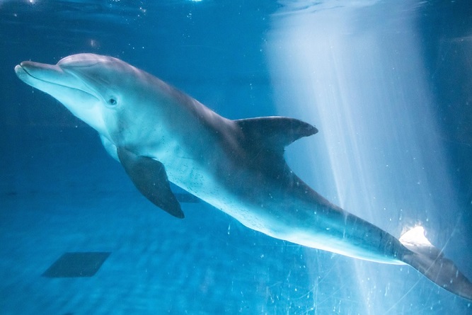 This undated photo, provided by the oceans ministry on Aug. 3, 2022, shows Bibong, an Indo-Pacific bottlenose dolphin.