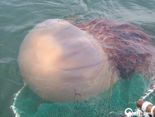 South Sea Authorities Respond to Mass Outbreak of Jellyfish