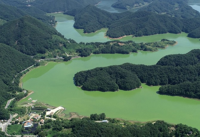 Green algae blooms on Daecheong Lake in Okcheon, 174 kilometers south of Seoul, on July 28, 2021. (Yonhap)
