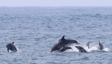 S. Korea to Set Free Dolphin from Aquarium into Sea After 17 Years in Captivity