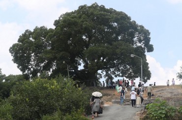 Tree Featured in ‘Extraordinary Attorney Woo’ to Become Natural Monument