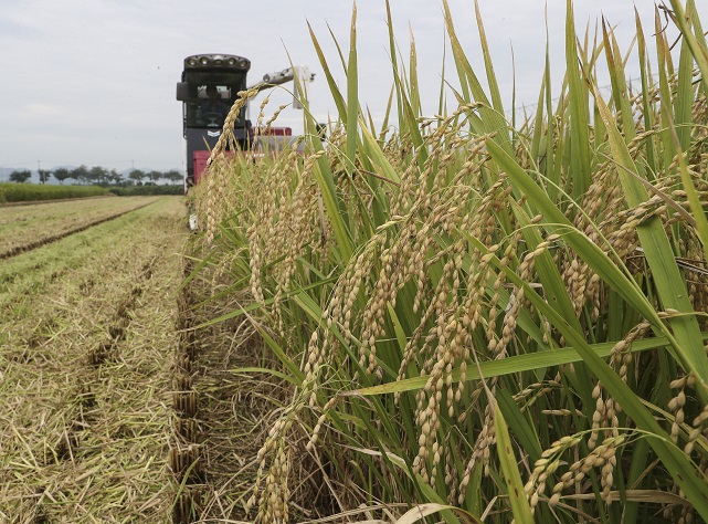 S. Korea’s Total Rice Paddy Area Down in 2022