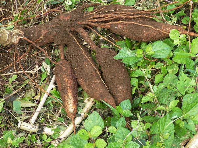 Cassava is a major staple food in the developing world. (Yonhap)