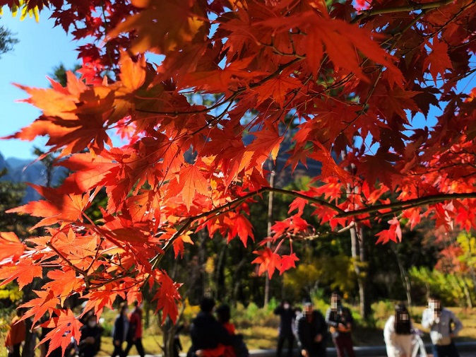 Tourists visit Mount Seorak in Sokcho, Gangwon Province, to see colorful autumn foliage on Oct. 25, 2020. (Yonhap)