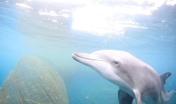 Captive Dolphin Released into Sea After 17 Years