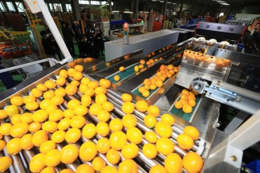 State Agency Develops AI-based Mandarin Orange Sorting System