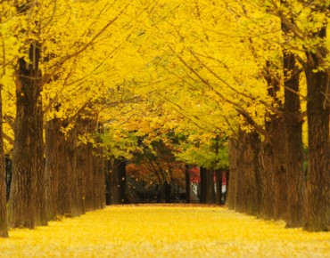 Nami Island Welcomes Guests with Yellow Carpet of Autumn Leaves