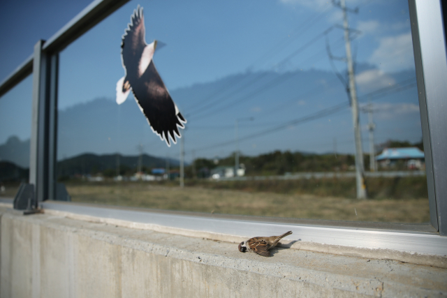 More than 10,000 Birds Killed in Collisions with Windows Every Year: Data