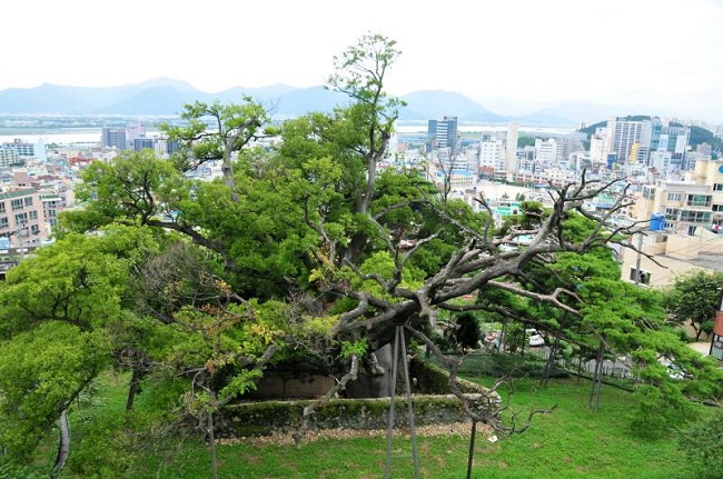 This photo provided by the Cultural Heritage Administration shows a forest designated as a natural monument in Busan on the southeast coast.
