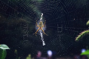 New Antibiotic Material Detected in Spider Venom Using AI Technology