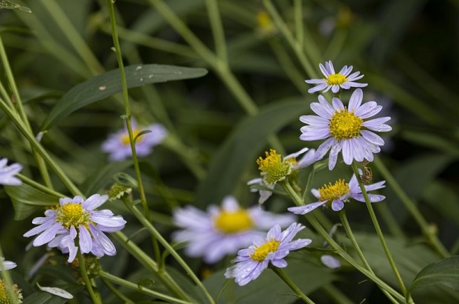 Plants Native to South Korea Effective Against COVID-19