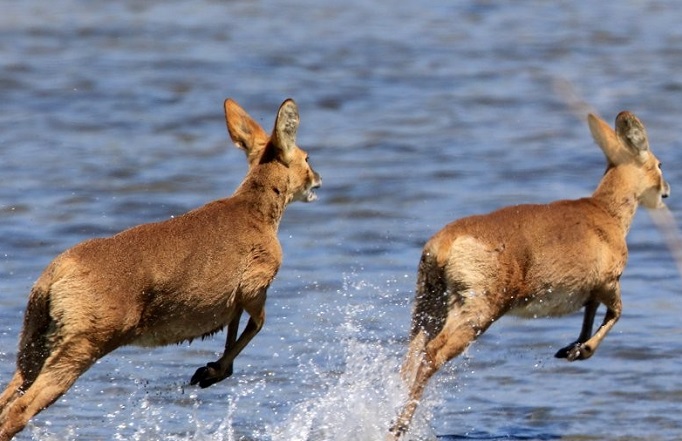Two elks cross Namdae Stream in Gangneung, 240 kilometers east of Seoul, on April 21, 2022. (Yonhap)