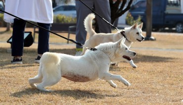 N. Korea Registers Pungsan Dogs as Intangible Cultural Asset