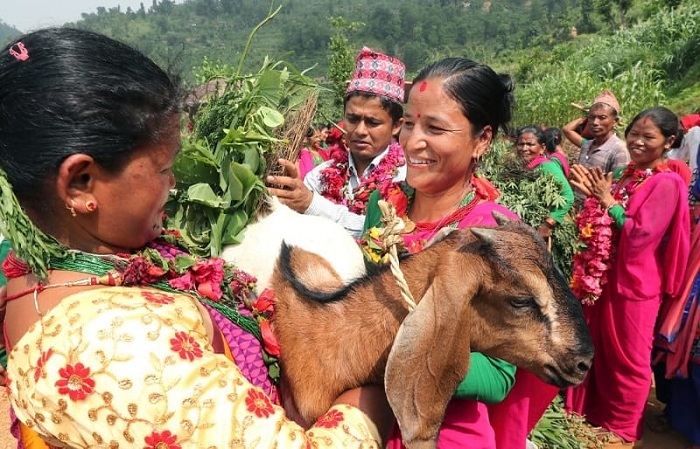 This undated photo, provided by Heifer International Korea on Dec. 22, 2022, shows a Nepalese giving one of her goats to a neighbor after raising them with the help of the organization.