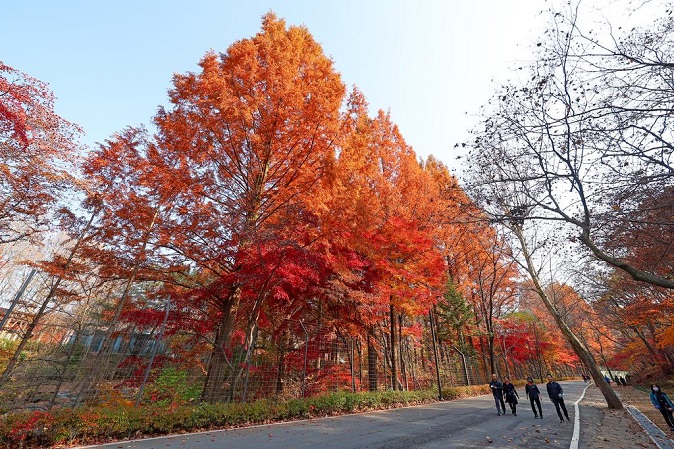 People walk under red and yellow autumn leaves around Seoul Zoo in Seoul on Nov. 11, 2022. (Yonhap)