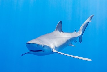 New Oceana Analysis Finds Tuna Fisheries Are Masking USD $411 Million Blue Shark Industry
