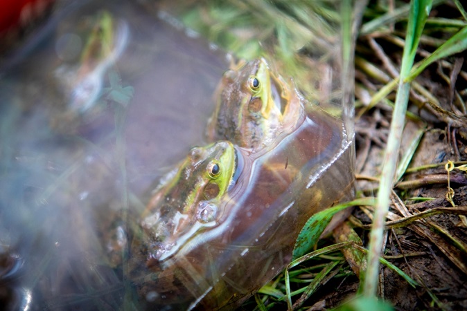 Fisheries Quarantine to Include Amphibians Next Year