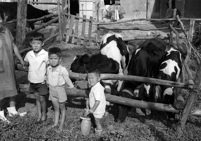 This undated photo, provided by Heifer International Korea on Dec. 22, 2022, shows Korean children standing at a farm along with milk cows donated by the international community in the 1960s.