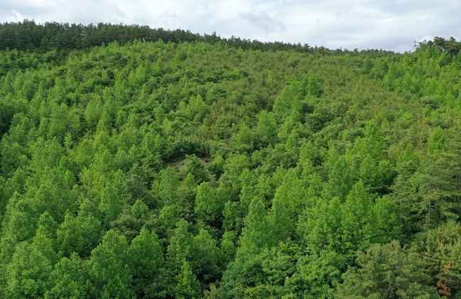 South Chungcheong Prov. Creates Gigantic ‘Honey Source Forest’