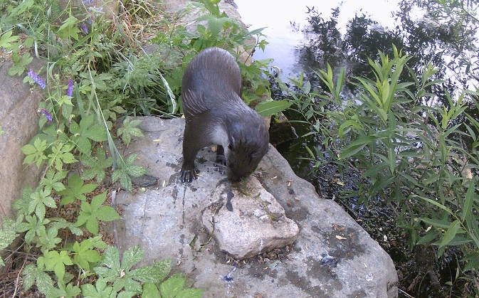 Otter Habitats Found in Seoul’s Han River: City Gov’t