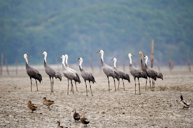 Black Cranes Take Flight to Escape Bird Flu