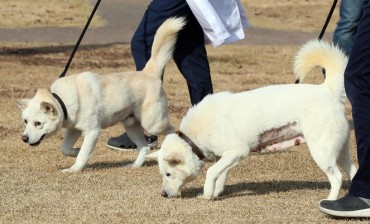 N.K. Dogs Gifted to Moon Find New Home in Gwangju Zoo