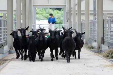 Black Goats Becoming a Nuisance on Jeju Island