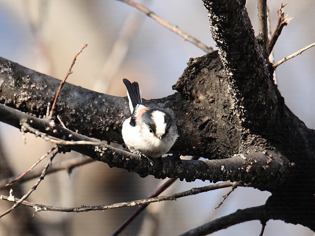 Bird Species Indigenous to China Discovered in S. Korea Amidst Global Climate Shift