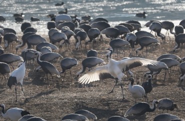 Cranes Flock to Cheorwon Plain in Record Numbers