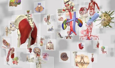 Primal Pictures and the Anatomical Society Partner for Medical School 3D Digital Anatomy Learning Toolkit