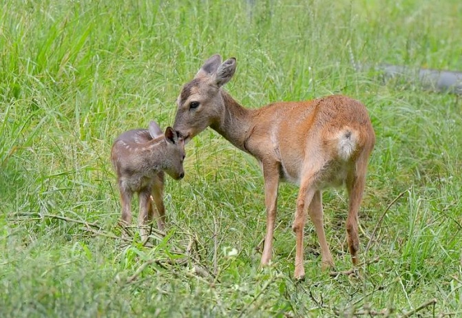 Jeju’s Roe Deer Population in Need of Protection from Threats