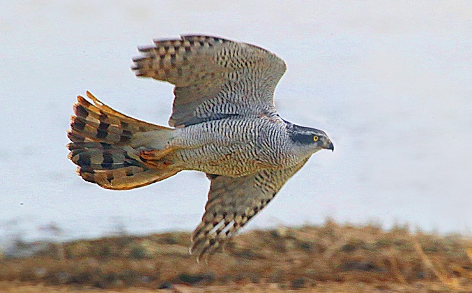 Junam Reservoir Becomes Home to Wide Range of Rapacious Birds