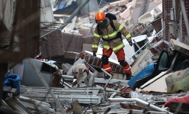 The Inspiring Story of Tobaek, the Rescue Dog Who Braved the Aftermath of Turkey’s Earthquake