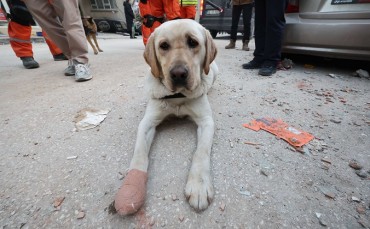 Korean Rescue Dogs Show Dedication in Rescue Efforts in Turkey