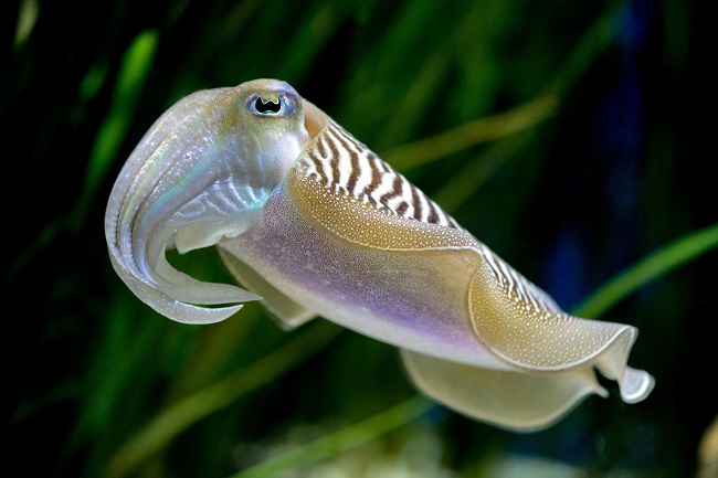 Researchers Develop High-resolution Camera Resembling Eyes of Cuttlefish