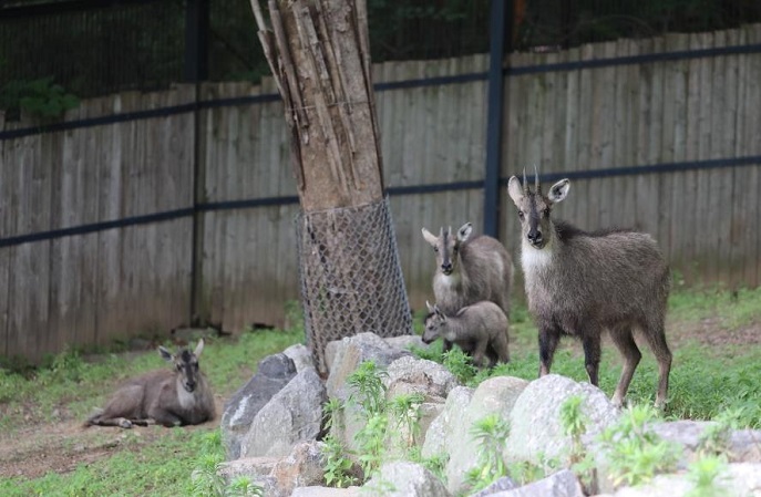 S. Korea Celebrates Endangered Species Day