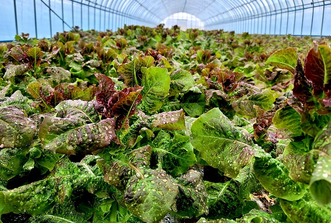 Functional Lettuce with High Sleep-Inducing Properties to be Cultivated in Australia
