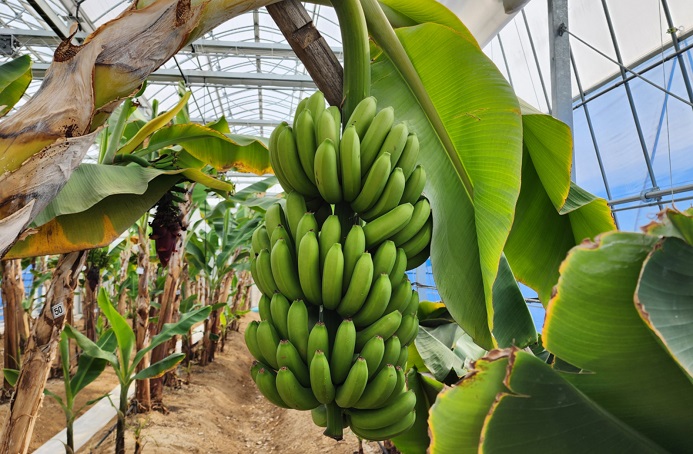 Jecheon Succeeds in Cultivating Bananas
