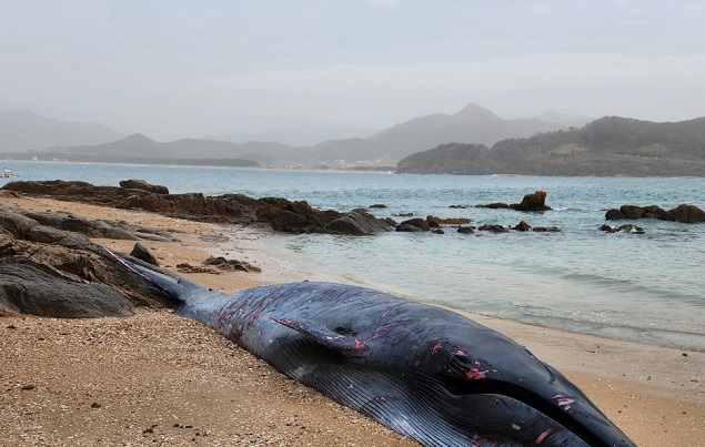A dead whale lies on a beach on an islet in Buan County, 204 kilometers south of Seoul, in this photo provided by the local Coast Guard on March 24, 2023. 