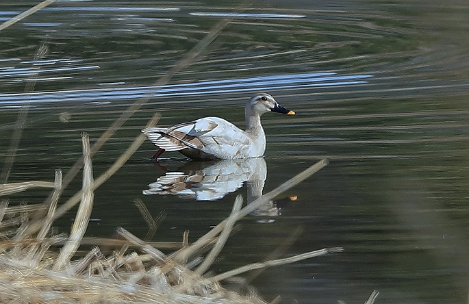 A white-colored spot-billed duck is seen in this photo taken on March 15, 2023. (Yonhap) 
