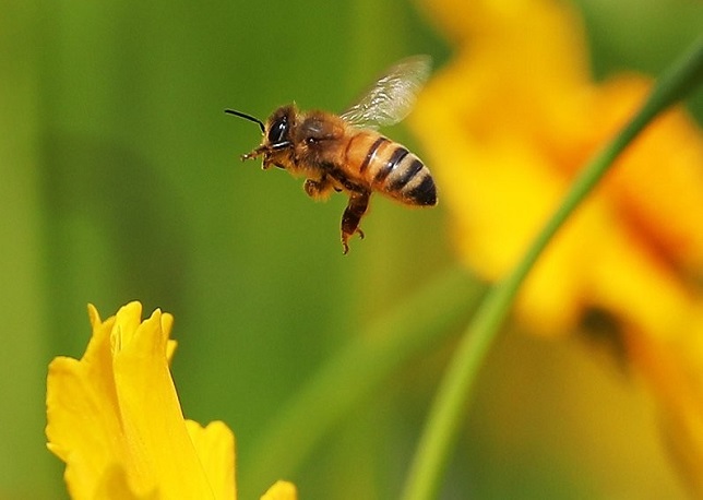S. Korean Province Launches Project to Combat Bee Disappearance