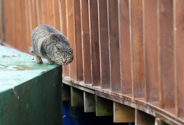 Stray Cats Removed from Mara Island to Protect Crested Murrelets
