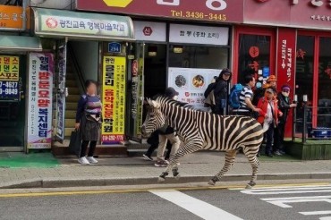 Zebra Captured Some 3 Hours After Escaping from Seoul Zoo